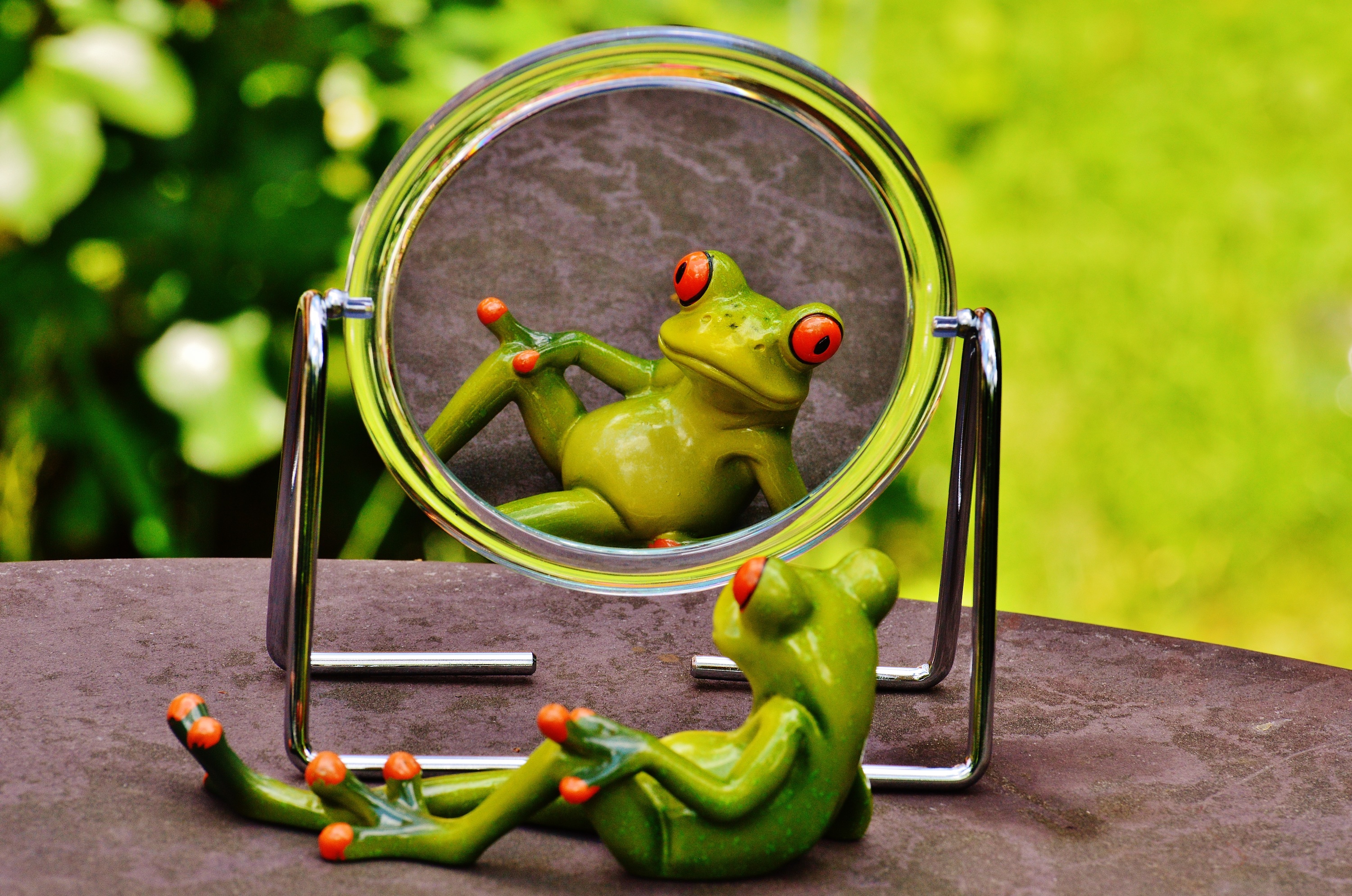 Candid Frog Candid Frog