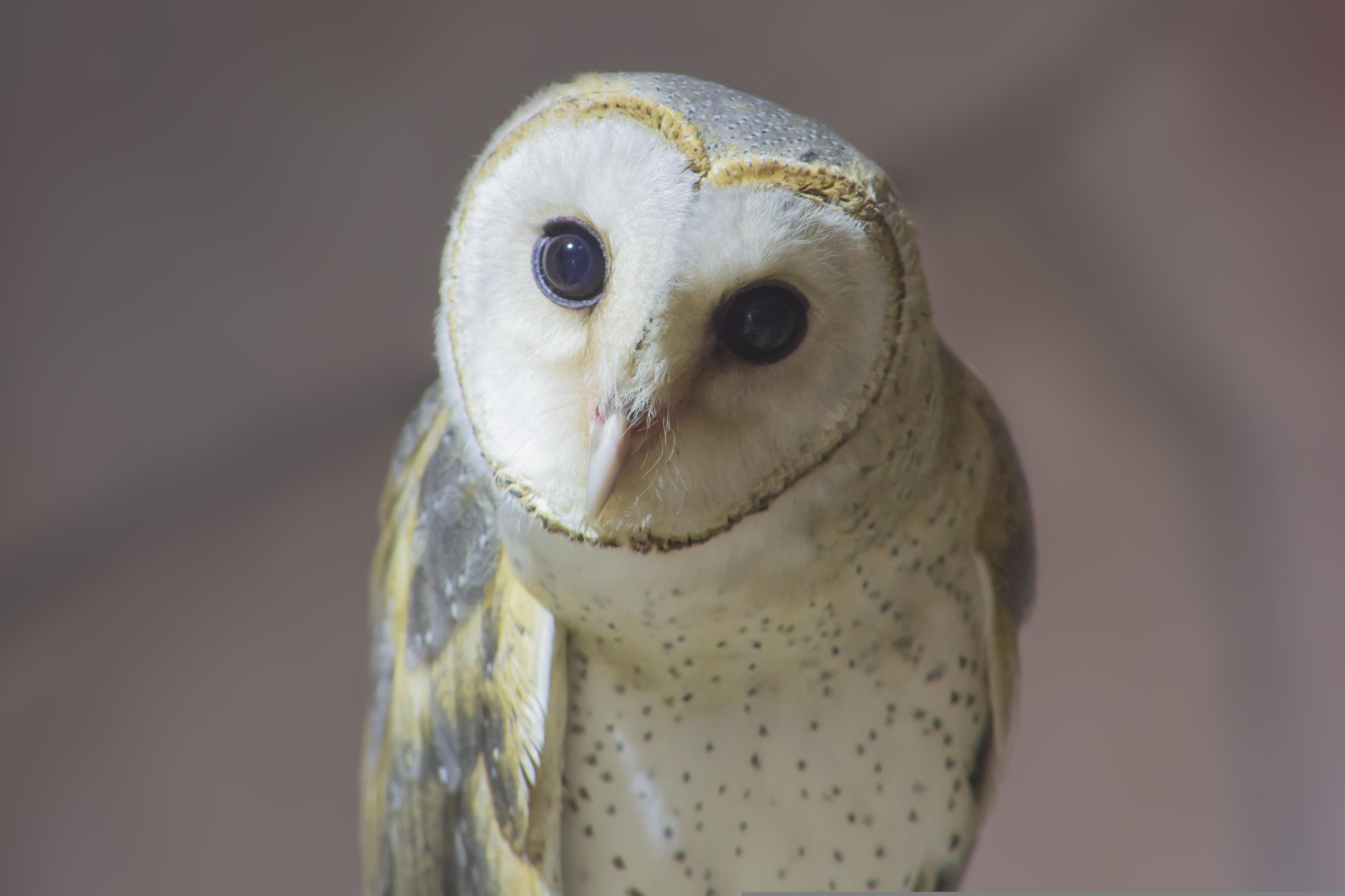 Curious Owl Curious Owl
